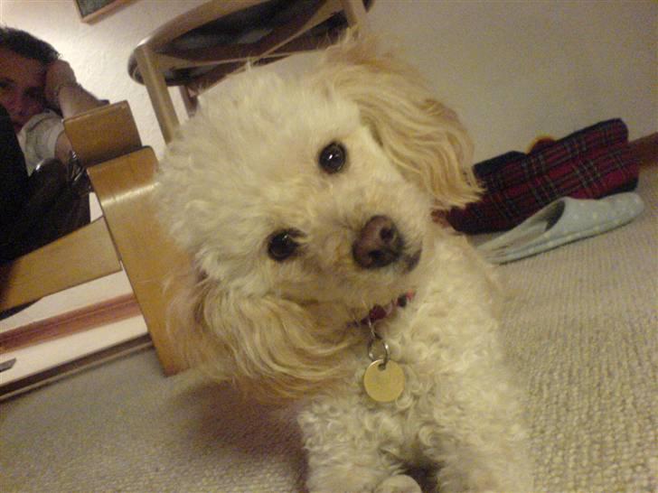 Mellempuddel Sille(solgt) billede 16