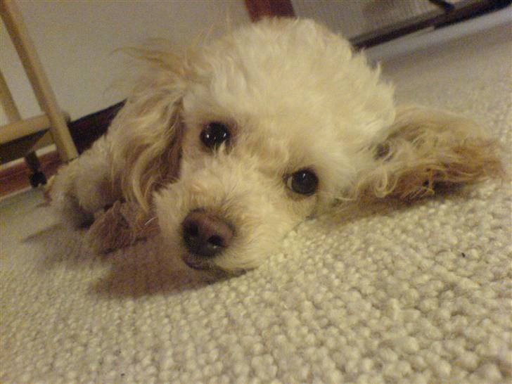 Mellempuddel Sille(solgt) billede 17