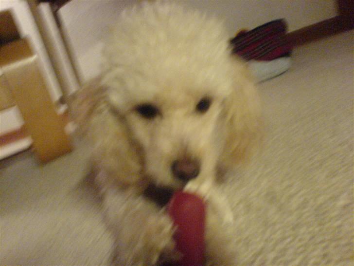 Mellempuddel Sille(solgt) billede 18