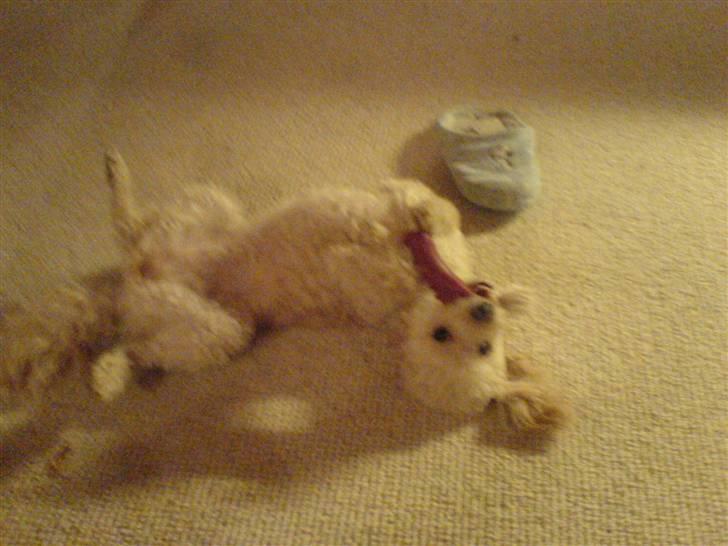 Mellempuddel Sille(solgt) billede 19