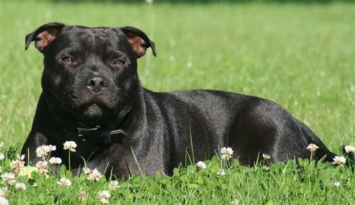 Staffordshire bull terrier Niels billede 13