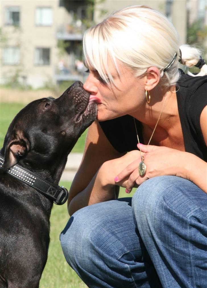 Staffordshire bull terrier Niels billede 14