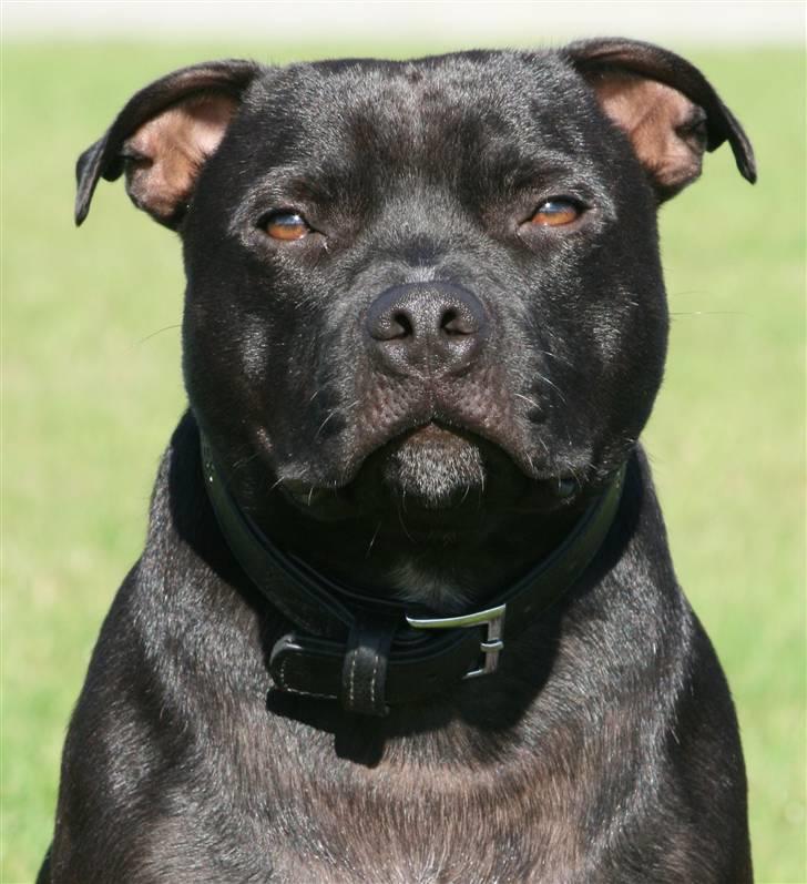 Staffordshire bull terrier Niels billede 15