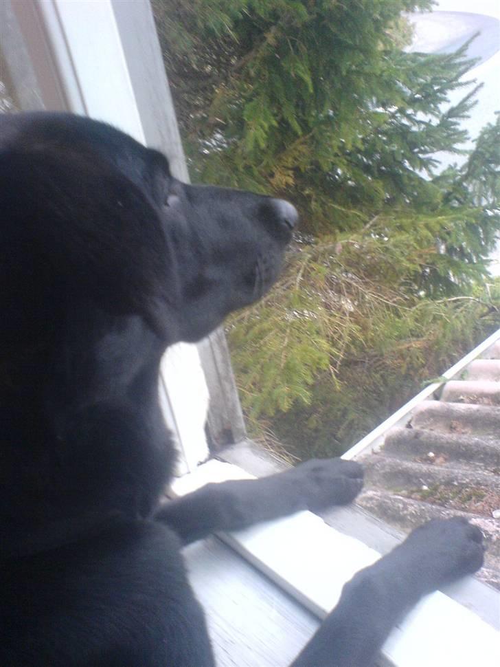 Blanding af racer Trunte<3 - Solgt. billede 16