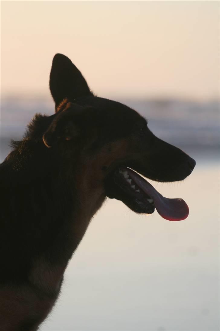 Schæferhund Rolfe billede 9