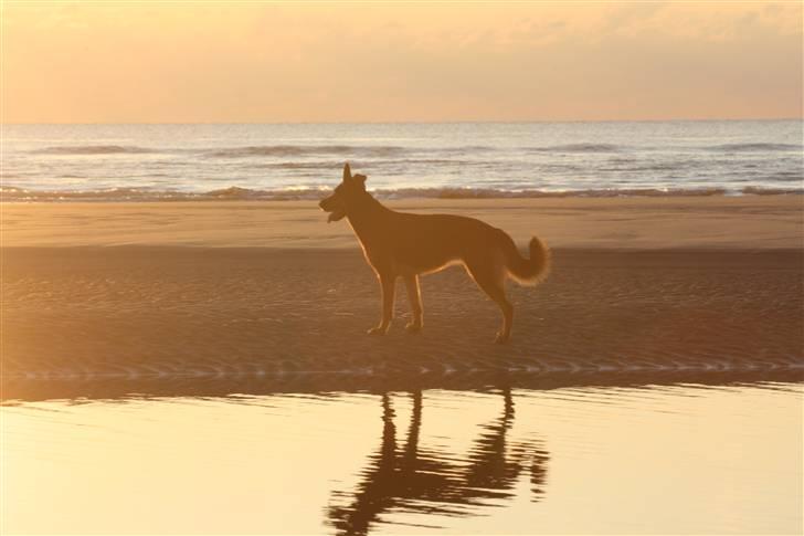 Schæferhund Rolfe billede 10