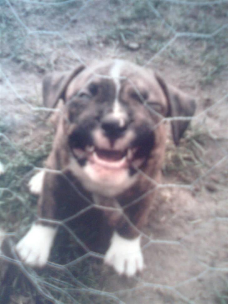 Amerikansk bulldog Alicia (Keys) billede 17