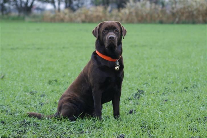 Labrador retriever Baloo billede 11