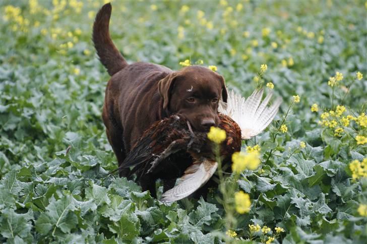 Labrador retriever Baloo billede 13