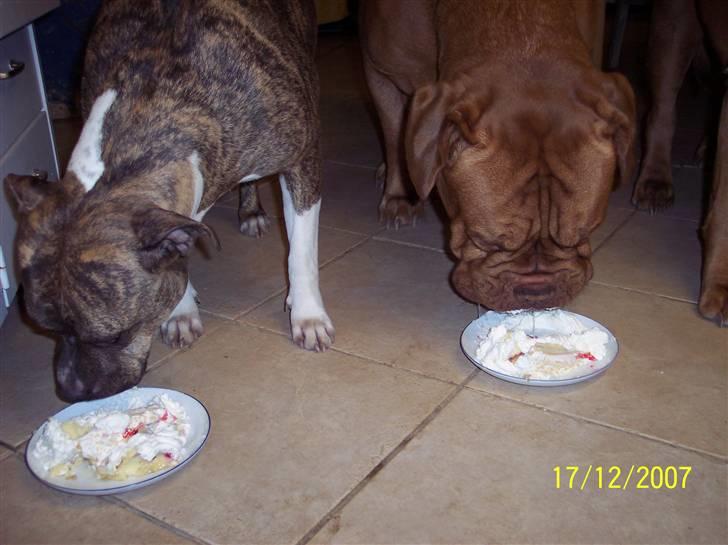 Dogue de bordeaux Balou R.I.P - Bente og Balou nyder Babe´s lagkage til hendes 1 års fødselsdag ;o) billede 12