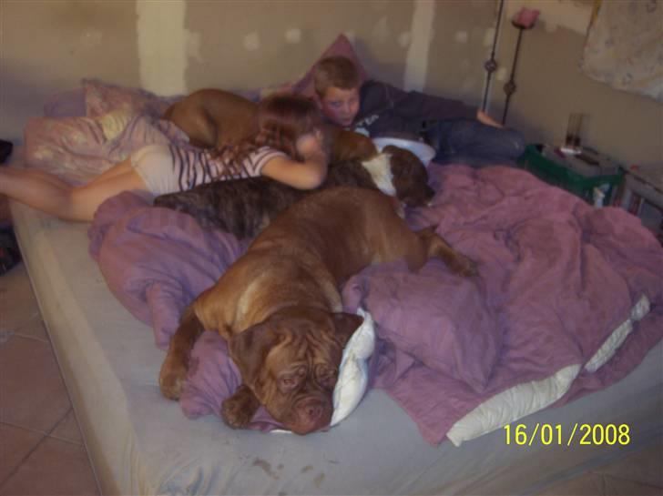 Dogue de bordeaux Balou R.I.P - der er altså ikke plads til Bente !!! billede 14