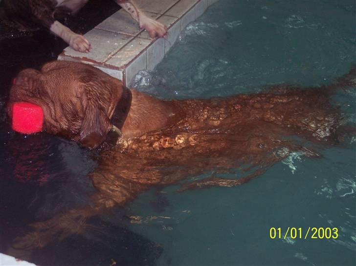 Dogue de bordeaux Balou R.I.P - Balou ELSKER at svømme billede 15