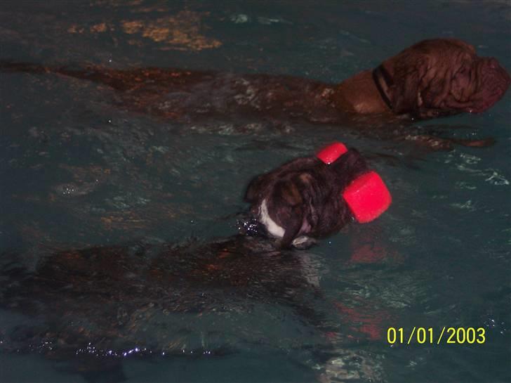 Dogue de bordeaux Balou R.I.P - Balou og Bente svømmer billede 16