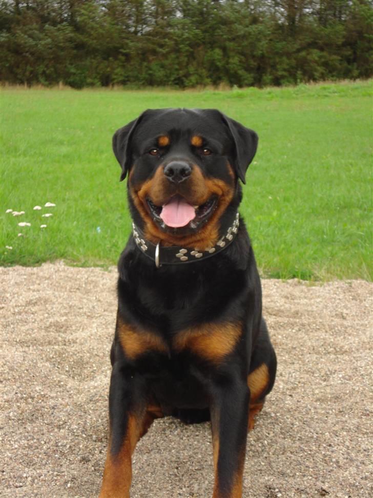 Rottweiler STUMP billede 11
