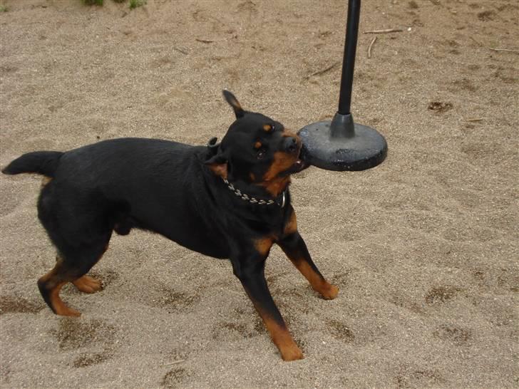 Rottweiler STUMP billede 12