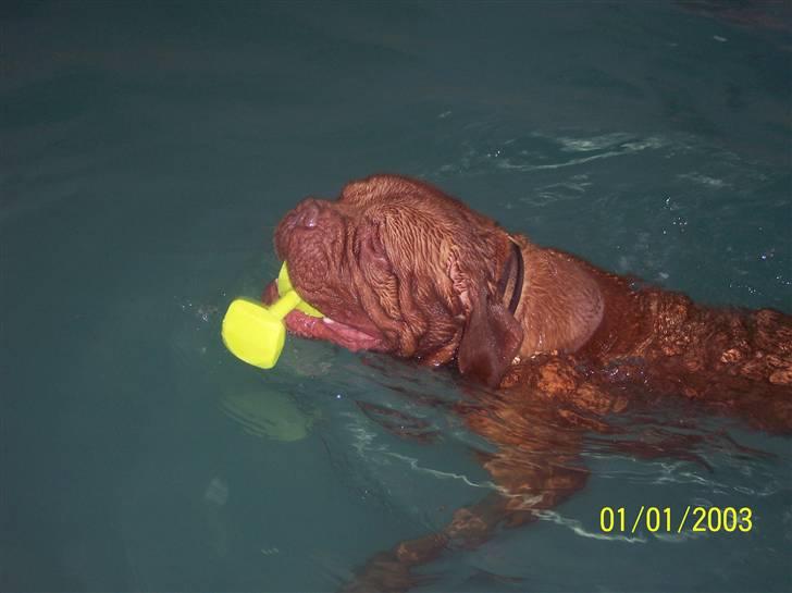 Dogue de bordeaux Balou R.I.P - Balou hygger i vandet billede 17