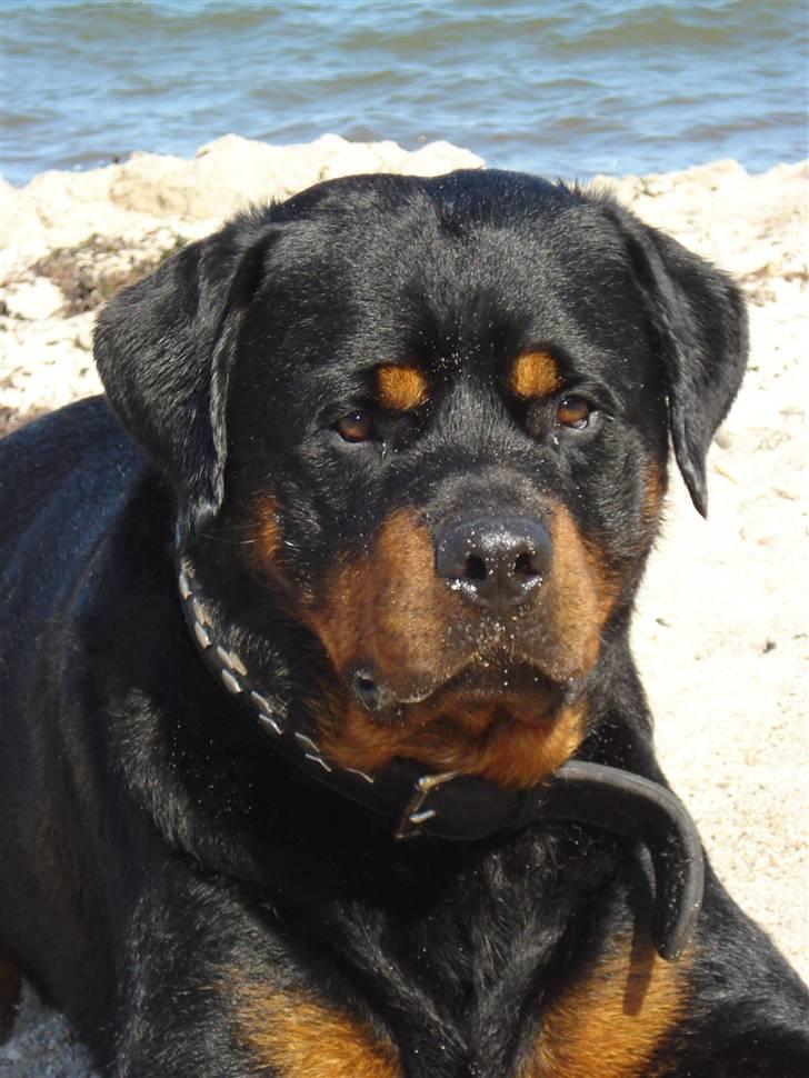 Rottweiler STUMP billede 13