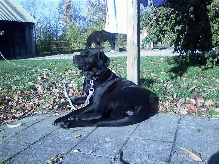 Blanding af racer Gucci billede 7