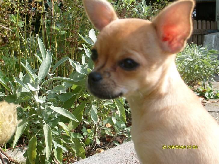 Chihuahua Kimie - Hej! Og velkommen til min profil :) Læg gerne en kommentar inden I går billede 1