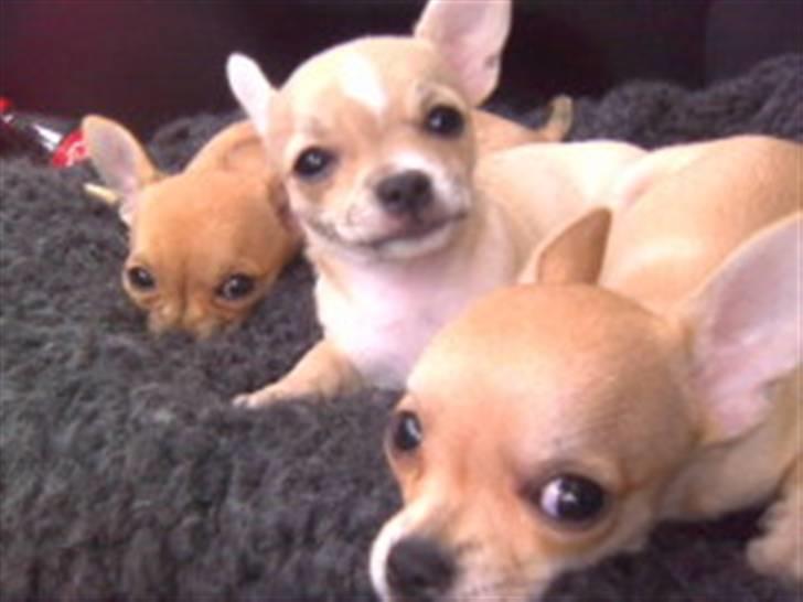 Chihuahua Kimie - Kimie sammen med hendes to søstre Lulu og Chanel billede 2