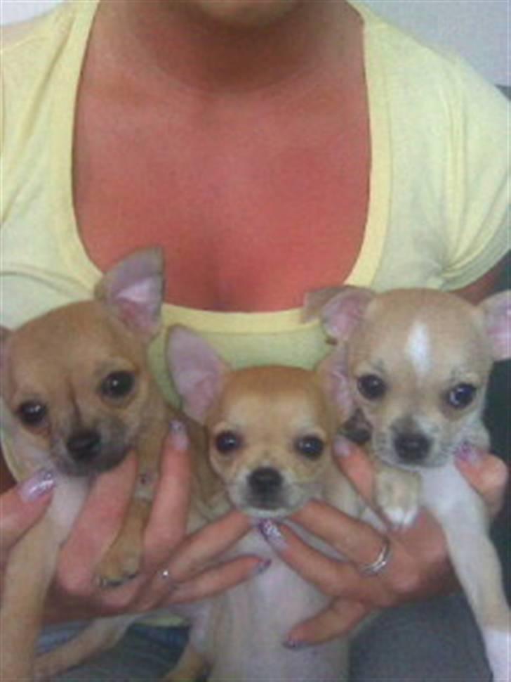 Chihuahua Kimie billede 3