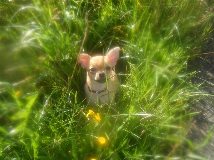 Chihuahua Kimie - På vej hjem for første gang, hvor er verden dog stor! billede 4