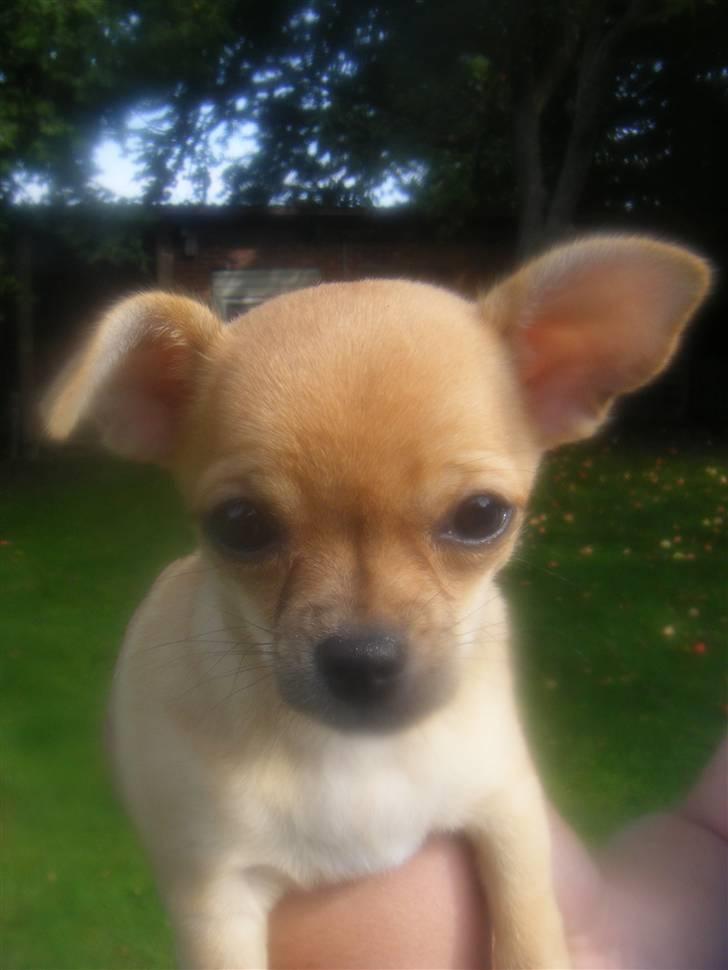 Chihuahua Kimie - Hvem elsker ikke at være ude i solen? billede 5