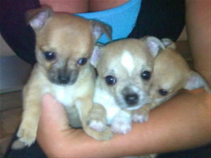 Chihuahua Kimie billede 6