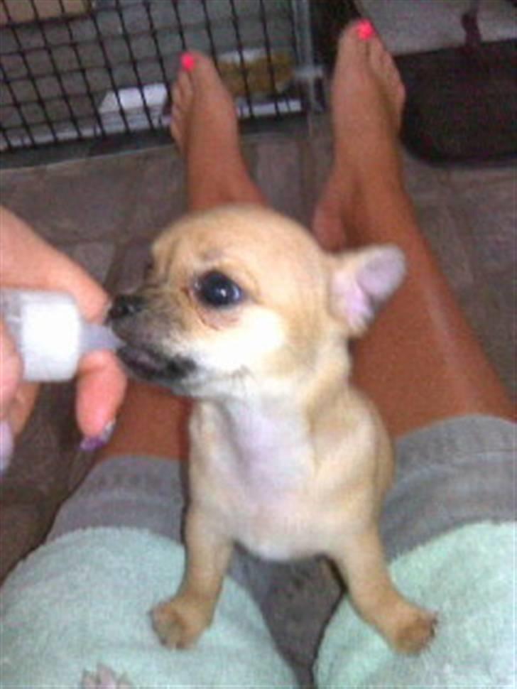 Chihuahua Kimie billede 7