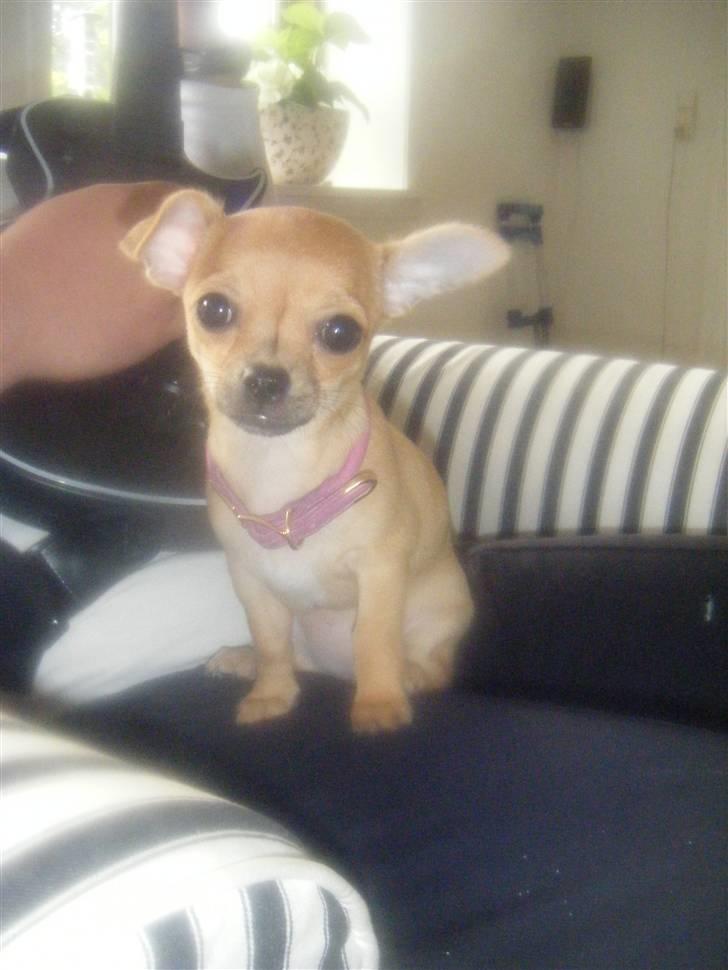 Chihuahua Kimie - Årh ja, nus med mig! Og så lad det dumme gitar hero være billede 8