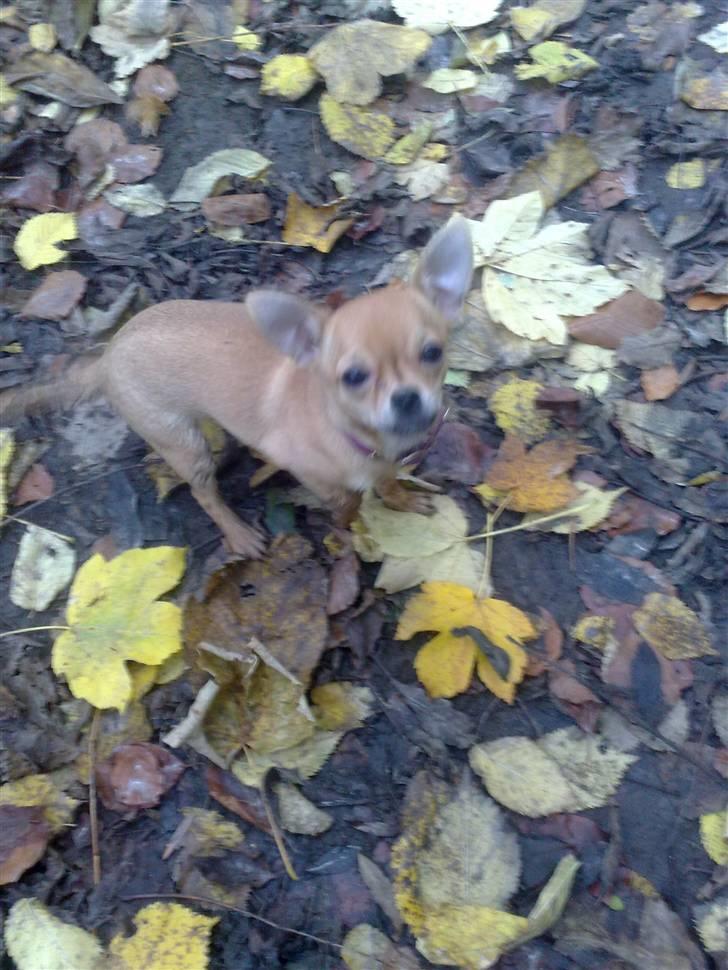 Chihuahua Kimie - Puh, der er mange ting at snuse til billede 9