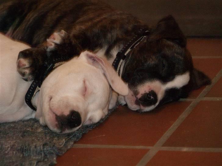 Amerikansk bulldog Rollo*R.I.P  skat* - MIG OG MIN BROR DIEGO SOVER billede 4