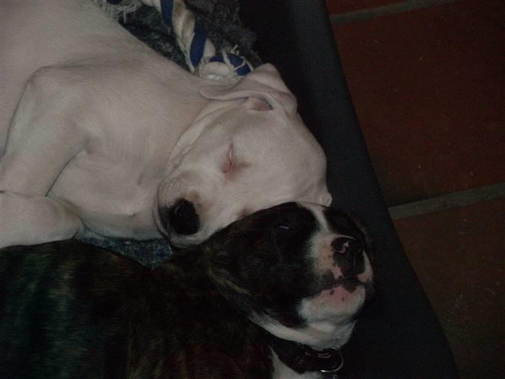 Amerikansk bulldog Rollo*R.I.P  skat* - SOVER IGEN.. :-) billede 5