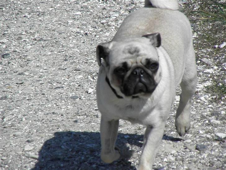 Mops Malibu billede 7