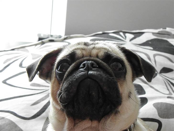 Mops Malibu billede 8