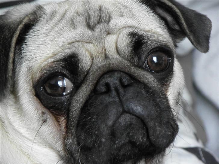 Mops Malibu billede 9