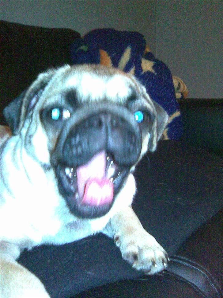 Mops Malibu - gaaab billede 10