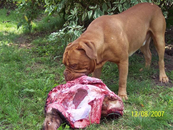 Dogue de bordeaux Balou R.I.P - Mums lækker frisk ko hoved billede 18