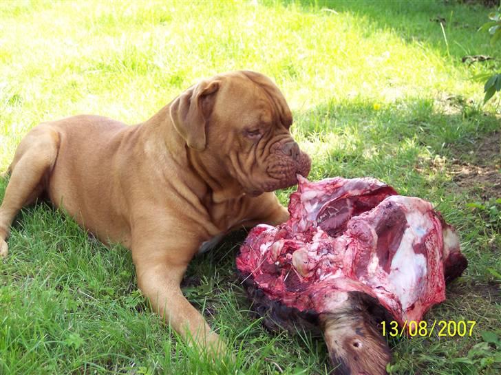 Dogue de bordeaux Balou R.I.P - Mums lækker frisk ko hoved billede 19