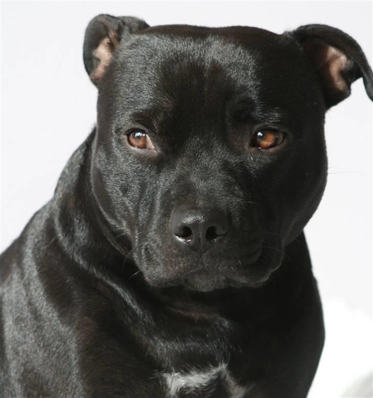 Staffordshire bull terrier Niels billede 16