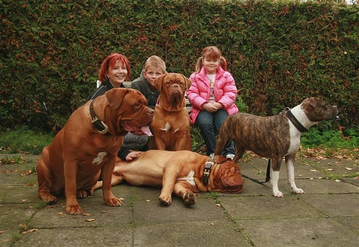 Dogue de bordeaux Balou R.I.P - Kiara, mig, Balou, Sasha, Patrick, Babe og Bente... Endnu et plet skud af Betina ;o))) billede 20