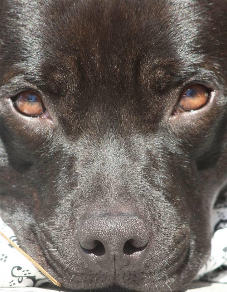 Staffordshire bull terrier Niels billede 17