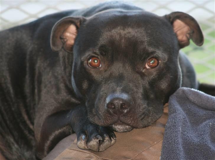 Staffordshire bull terrier Niels billede 18