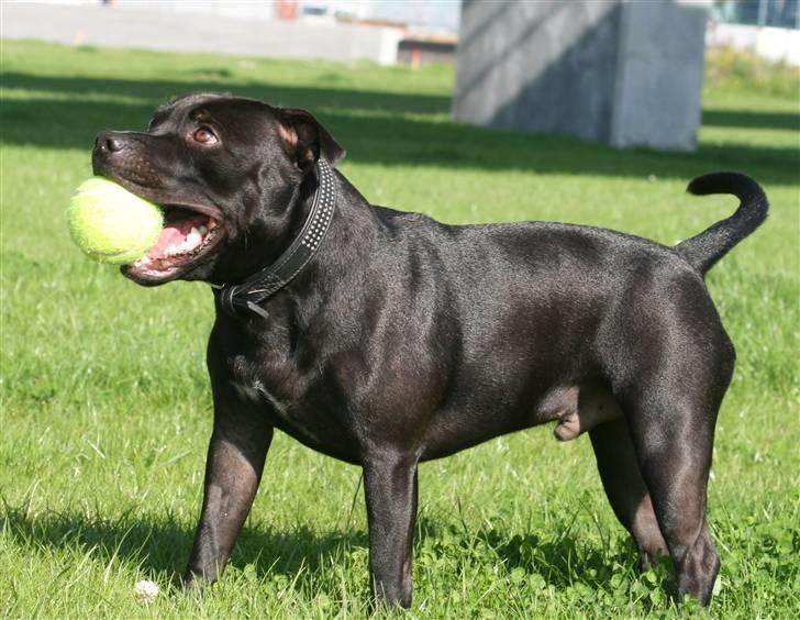 Staffordshire bull terrier Niels billede 19