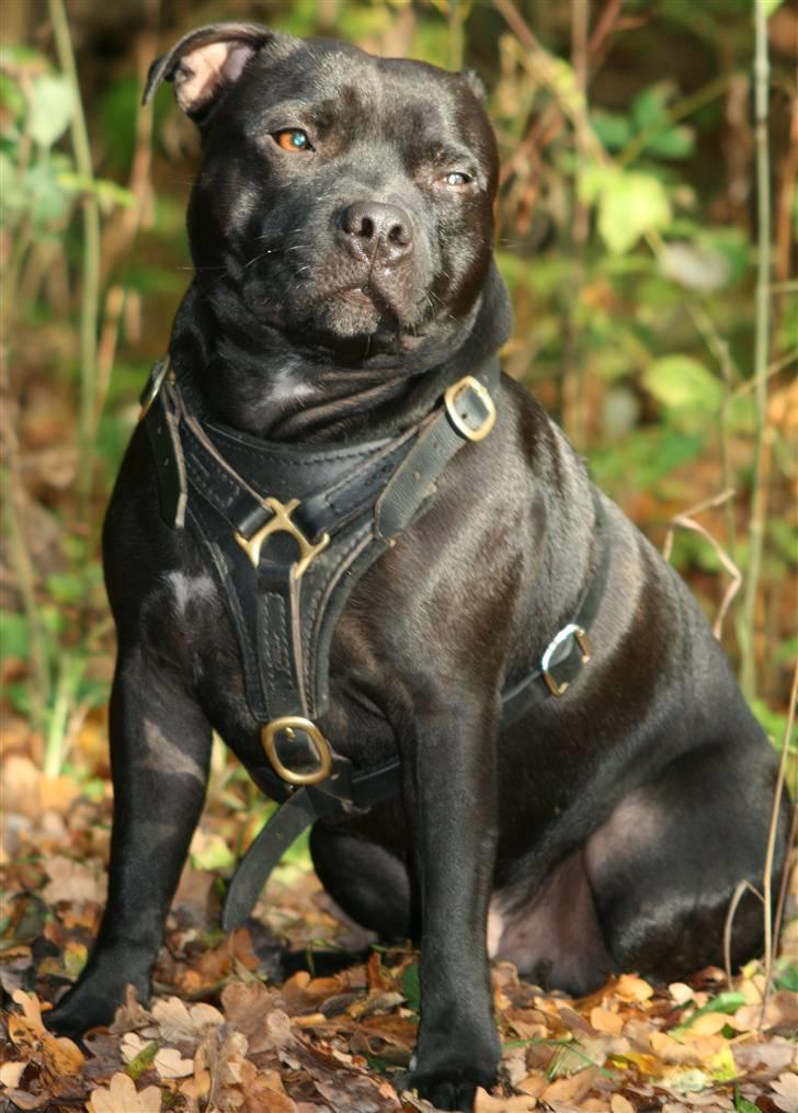 Staffordshire bull terrier Niels billede 20