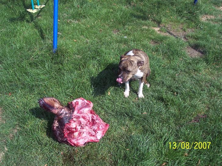 Amerikansk staffordshire terrier Bente - LÆKKER ko min moar har givet mig billede 12