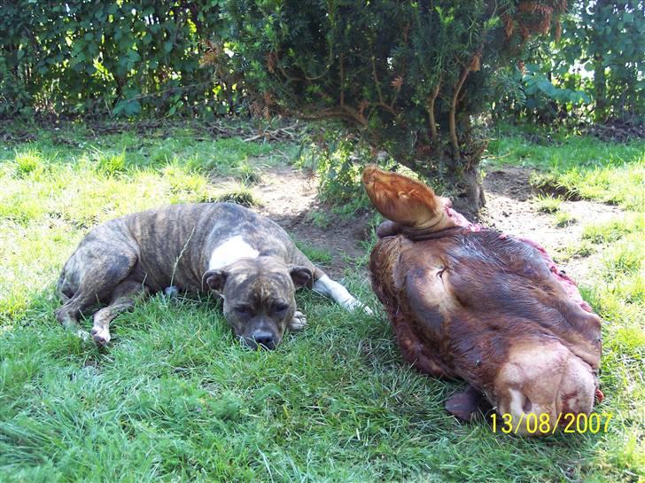 Amerikansk staffordshire terrier Bente - Nu sover mig og min ko lige lidt billede 13