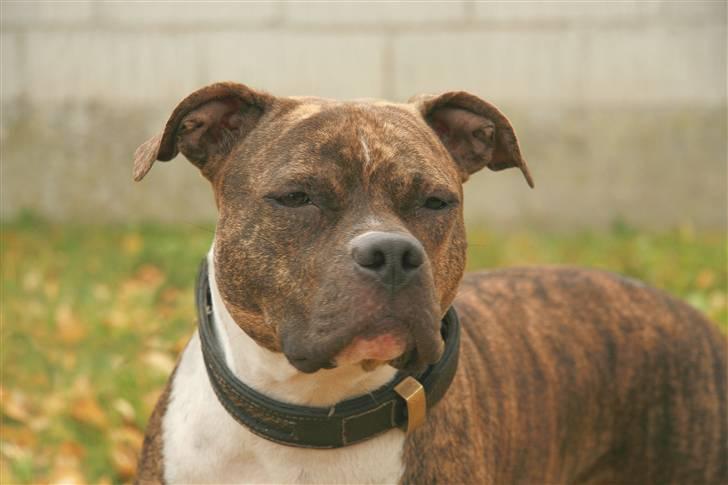 Amerikansk staffordshire terrier Bente - SMUKKE Bente.... 2 år gammel... pletskud fra Betina billede 14