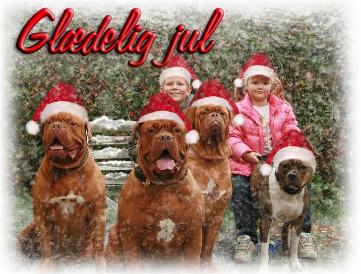 Amerikansk staffordshire terrier Bente - Ho, Ho, Ho... Øhhh, glædelig Jul ;o)  og igen...-taaak Betina ;o))) billede 15