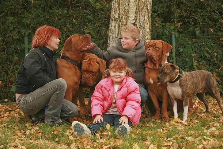 Amerikansk staffordshire terrier Bente - Så er familien samlet.... pletskud fra Betina billede 16